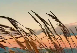原文配图